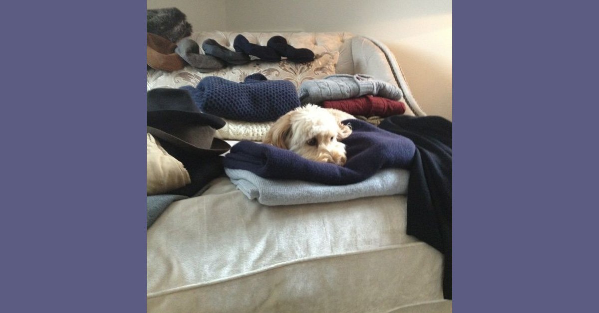 Edie, le chien Manager