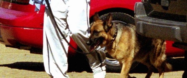 Un amour de chiens !